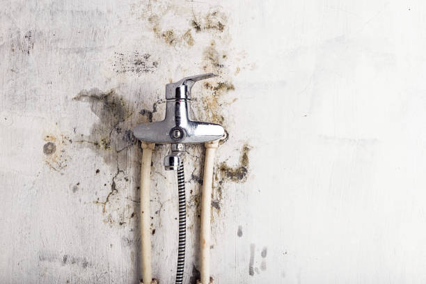 Professional Mold Removal in St Louis Park, MN