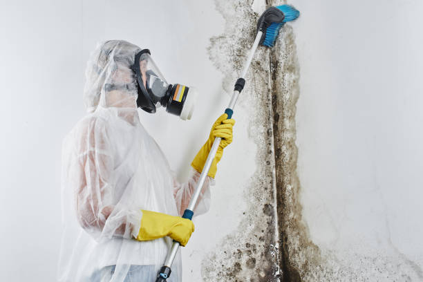 Best Home Mold Removal  in St Louis Park, MN