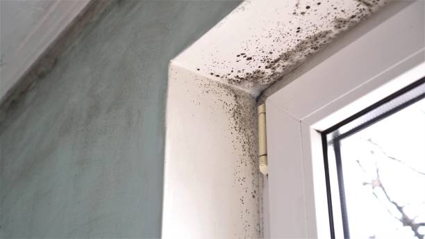 Best Residential Mold Removal  in St Louis Park, MN
