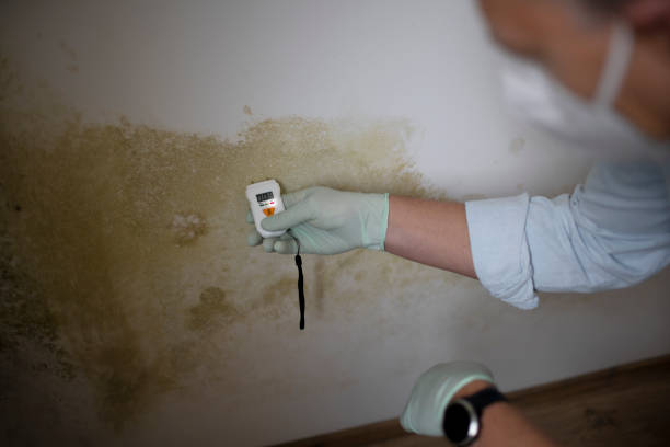 Best Mold Testing  in St Louis Park, MN