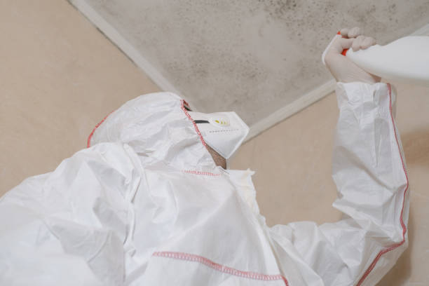 Best Toxic Mold Removal  in St Louis Park, MN