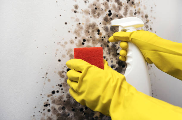 Best Emergency Mold Removal  in St Louis Park, MN