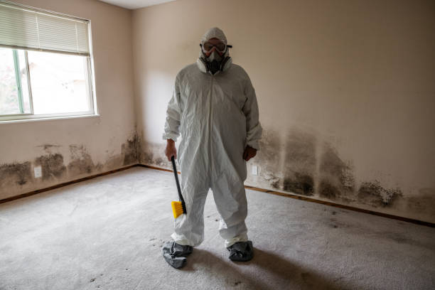 Best Commercial Mold Removal  in St Louis Park, MN