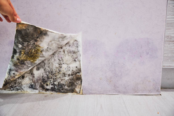 Mold Removal and Inspection in St Louis Park, MN